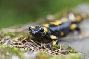 Salamander in the Wild